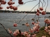 alster-fruehling-kirschbluete